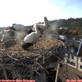 18_55-nest.jpg
