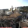 19_00-nest.jpg