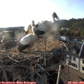 19_05-nest.jpg