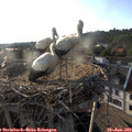 19_10-nest.jpg