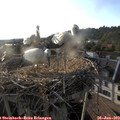 19_15-nest.jpg