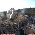 19_20-nest.jpg