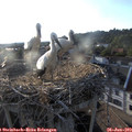 19_25-nest.jpg