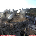 19_30-nest.jpg