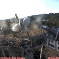 19_35-nest.jpg