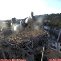 19_40-nest.jpg