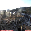 19_45-nest.jpg