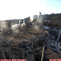 19_50-nest.jpg