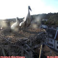 19_55-nest.jpg