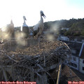 20_05-nest.jpg