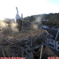 20_10-nest.jpg