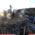 20_15-nest.jpg