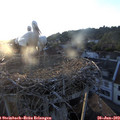 20_20-nest.jpg