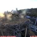 20_25-nest.jpg