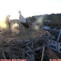 20_30-nest.jpg