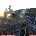 20_35-nest.jpg