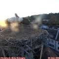 20_40-nest.jpg
