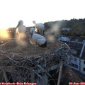 20_45-nest.jpg