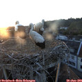 20_50-nest.jpg