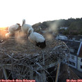 20_55-nest.jpg