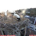 21_00-nest.jpg