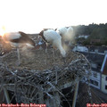 21_05-nest.jpg