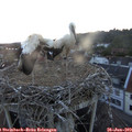 21_10-nest.jpg