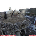 21_15-nest.jpg