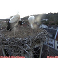 21_20-nest.jpg