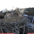 21_25-nest.jpg