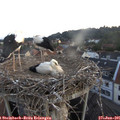 05_25-nest.jpg