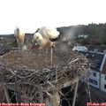 05_30-nest.jpg
