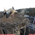 05_35-nest.jpg