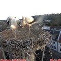 05_40-nest.jpg