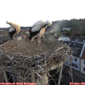 05_45-nest.jpg
