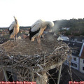 05_50-nest.jpg