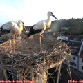 05_55-nest.jpg