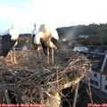 06_00-nest.jpg