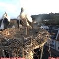 06_05-nest.jpg