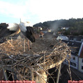 06_10-nest.jpg