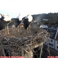 06_15-nest.jpg