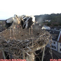 06_20-nest.jpg