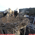 06_25-nest.jpg