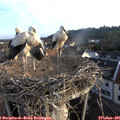 06_35-nest.jpg