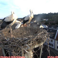 06_40-nest.jpg