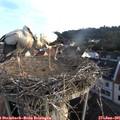 06_45-nest.jpg