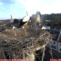 06_50-nest.jpg