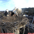 06_55-nest.jpg