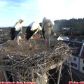 07_00-nest.jpg