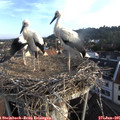 07_05-nest.jpg